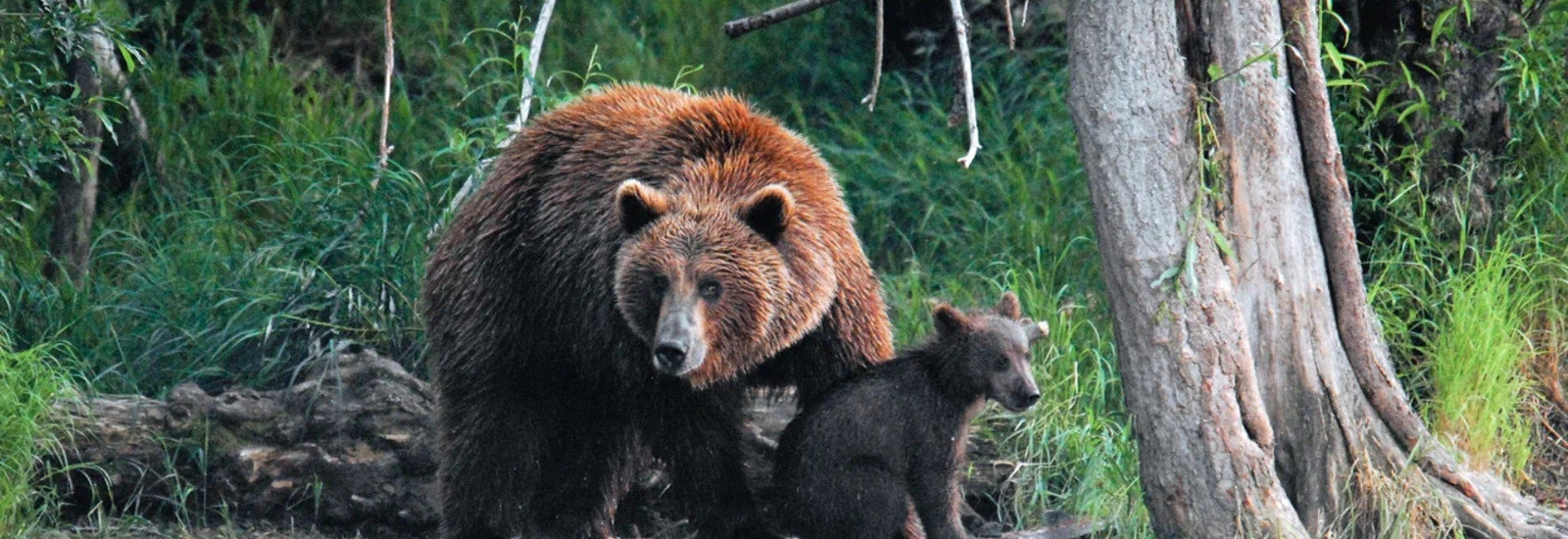 Wild Kamchatka